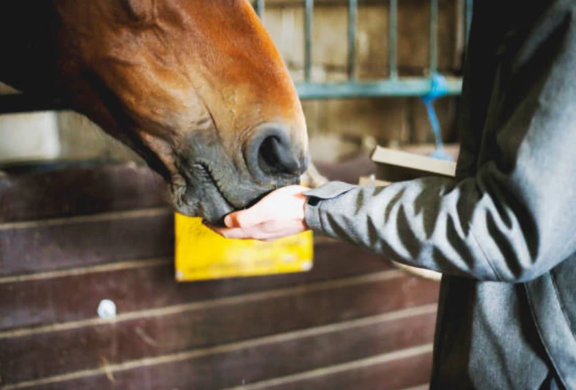 Do Horses Like Peanut Butter