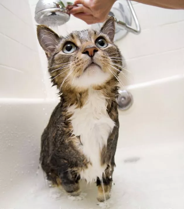 Is it essential to wash your cat