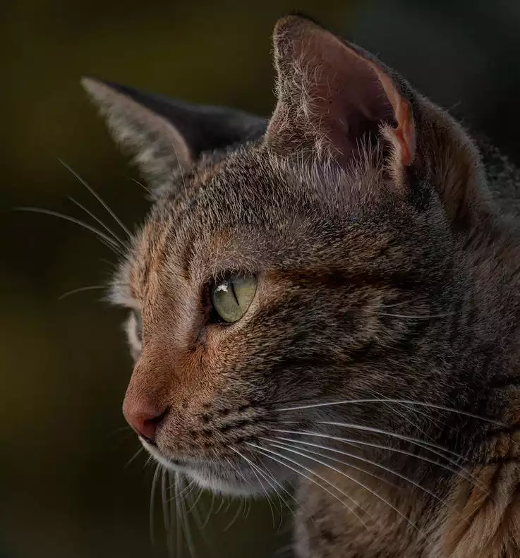 Mackerel Tabby