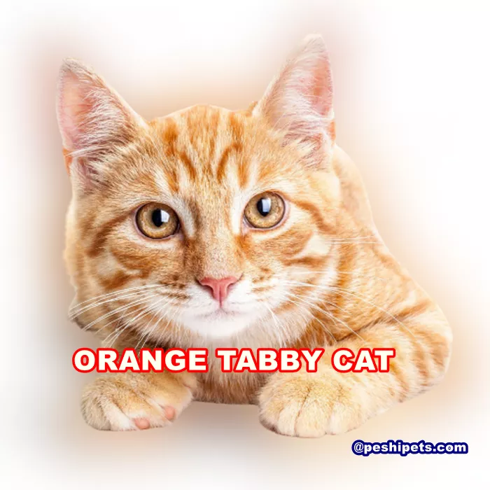 Orange Tabby Cat