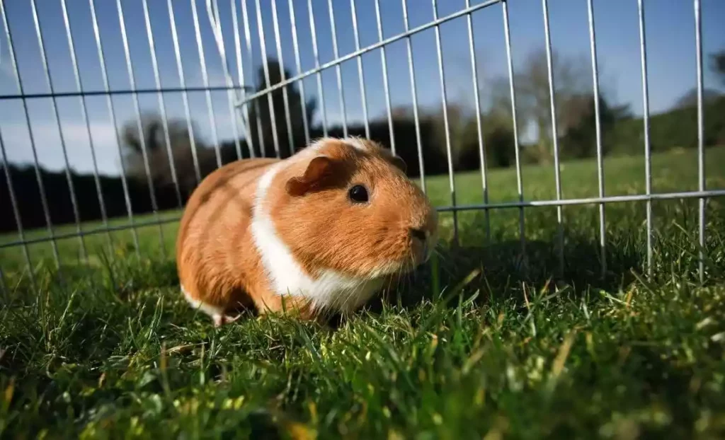 Reasons To Keep Guinea Pigs As A Pet