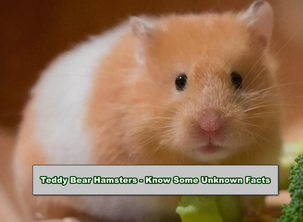 Teddy Bear Hamsters Unknown Facts