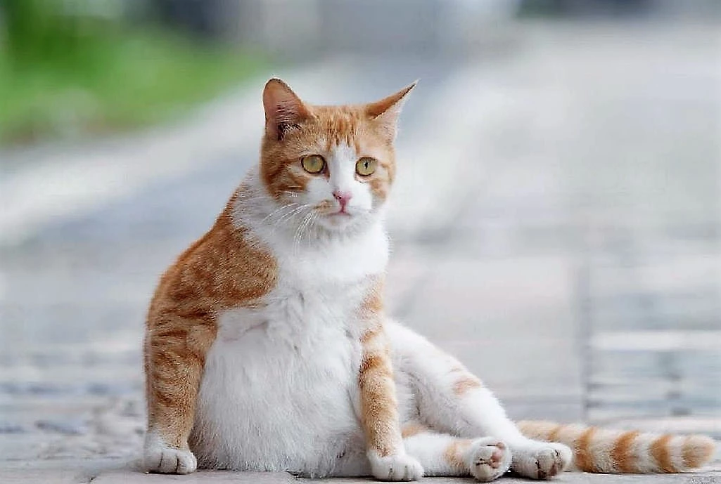 What Are the Signs of a Pregnant Cat