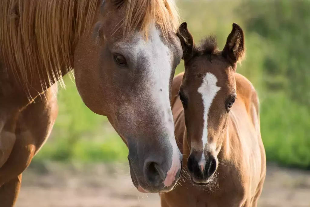 What makes horses incapable of vomiting