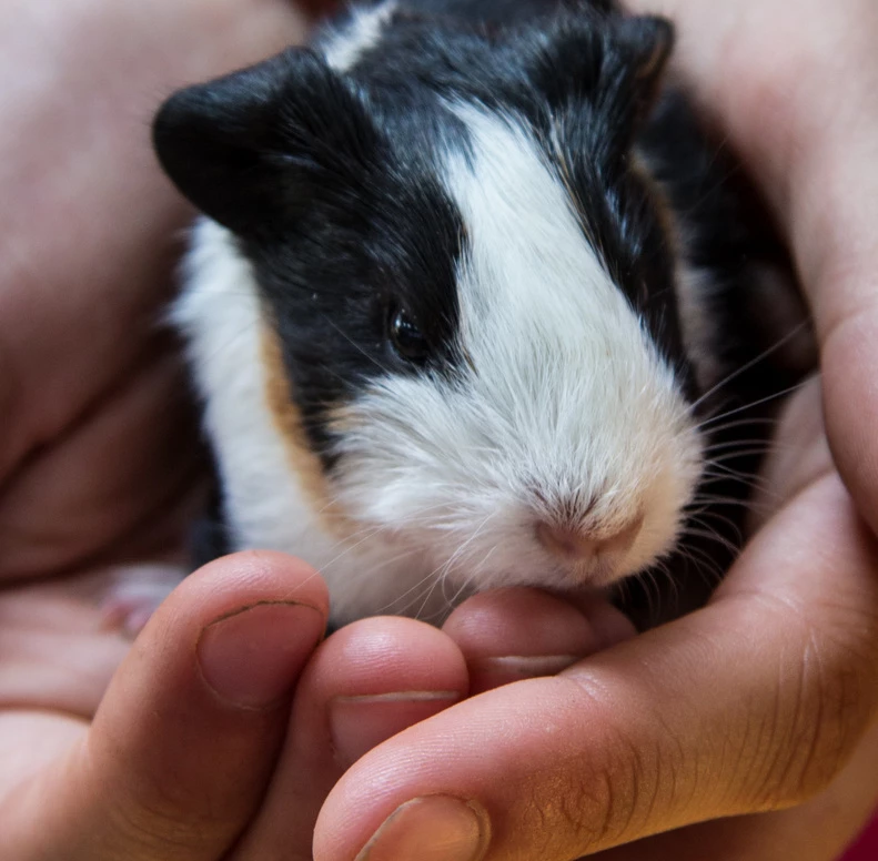 Which Guinea Pigs Are More Friendly