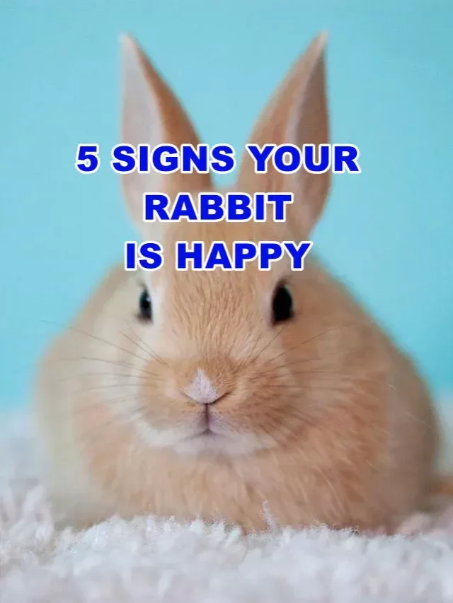 5 Signs Your Rabbit Is Happy.