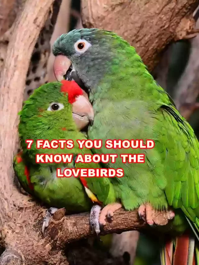 Facts You Should Know About the Lovebird