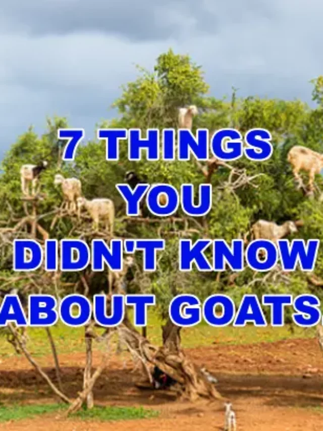 7 Things You Didn’t Know About Goats.