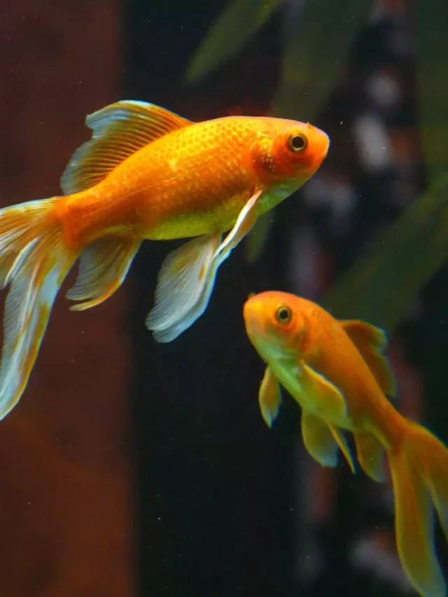 Common Goldfish Proper Care Guide