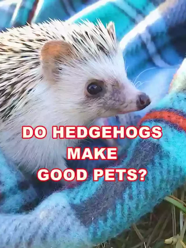 Hedgehogs Make Good Pets?