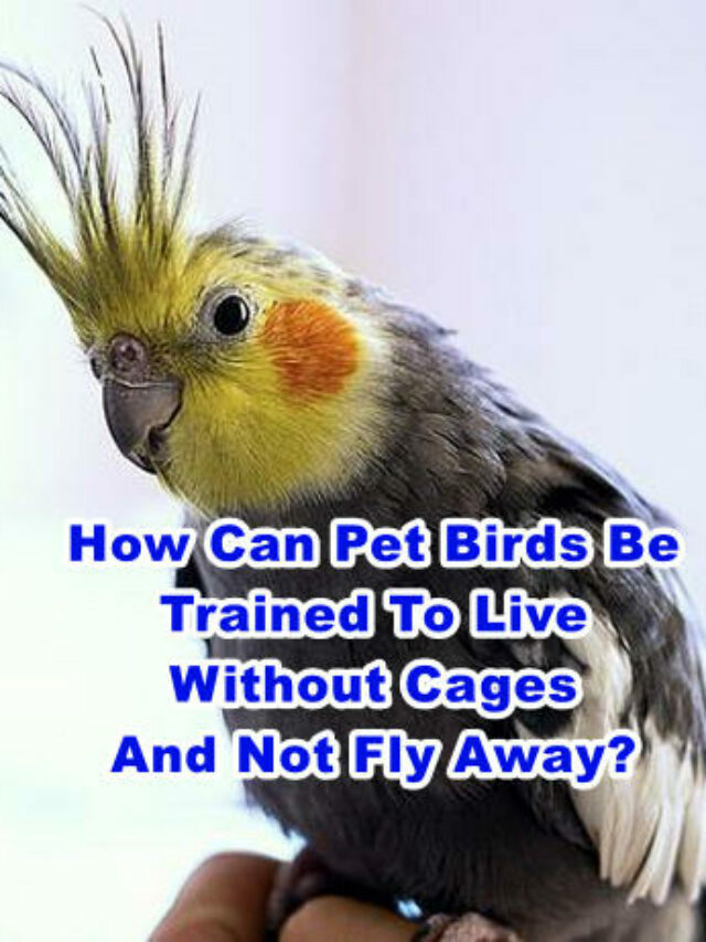 How Can Pet Birds Be Trained To Live Without Cages And Not Fly Away?