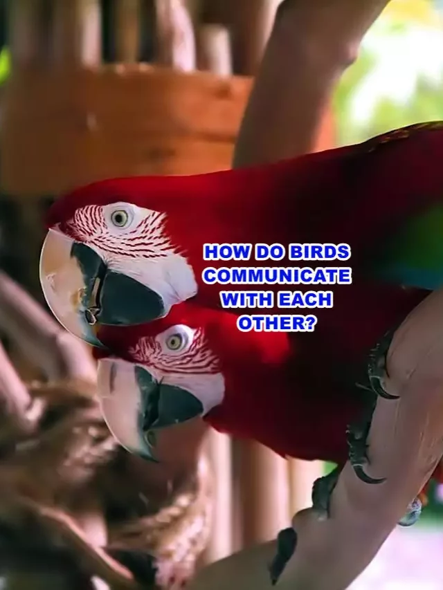 How Do Birds Communicate With one another