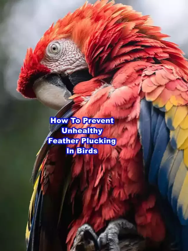 How To Prevent Unhealthy Feather Plucking In Birds?