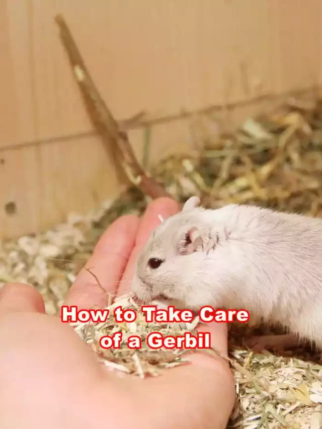 How to Take Care of a Little Gerbil