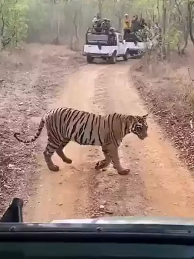 Rare Streak Of Tigers Crossing A Forest Road Gone Viral