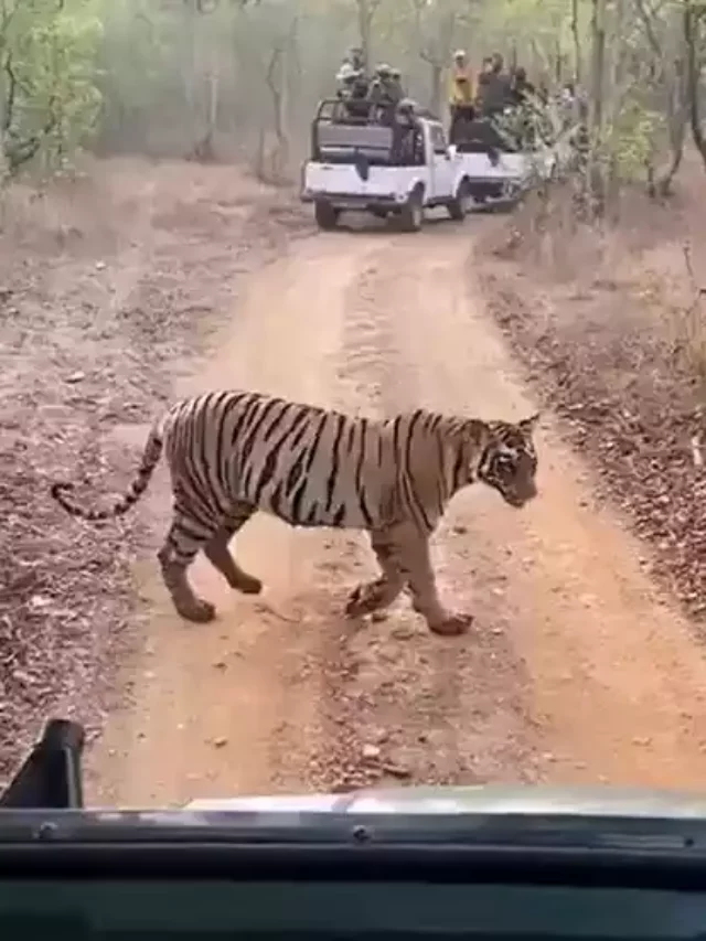 Streak Of Tigers Crossing A Forest Road Gone Viral