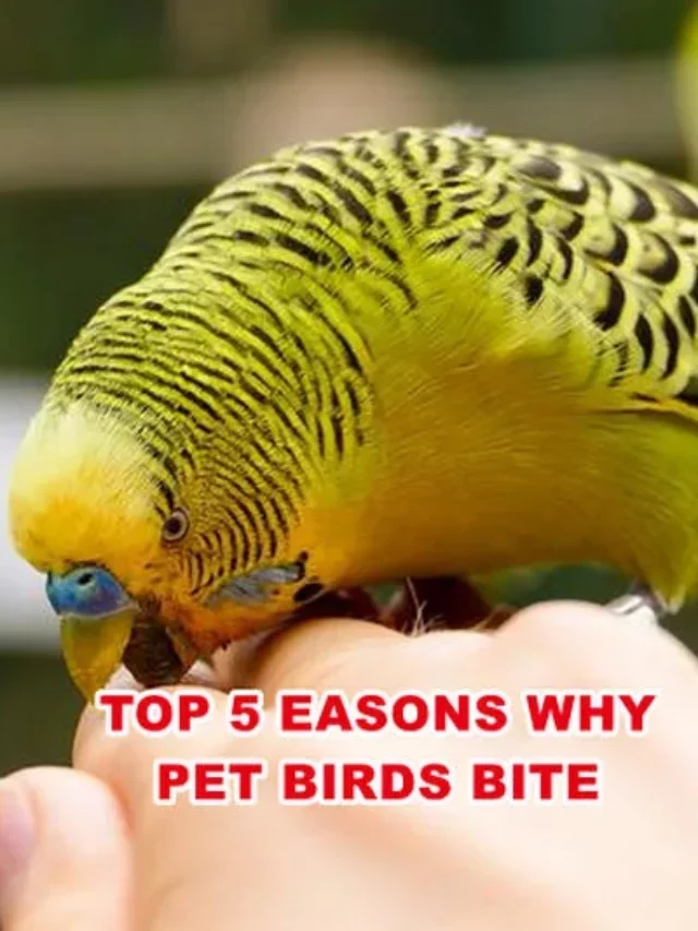 Top 5 Reasons Why Pet Birds Bite.