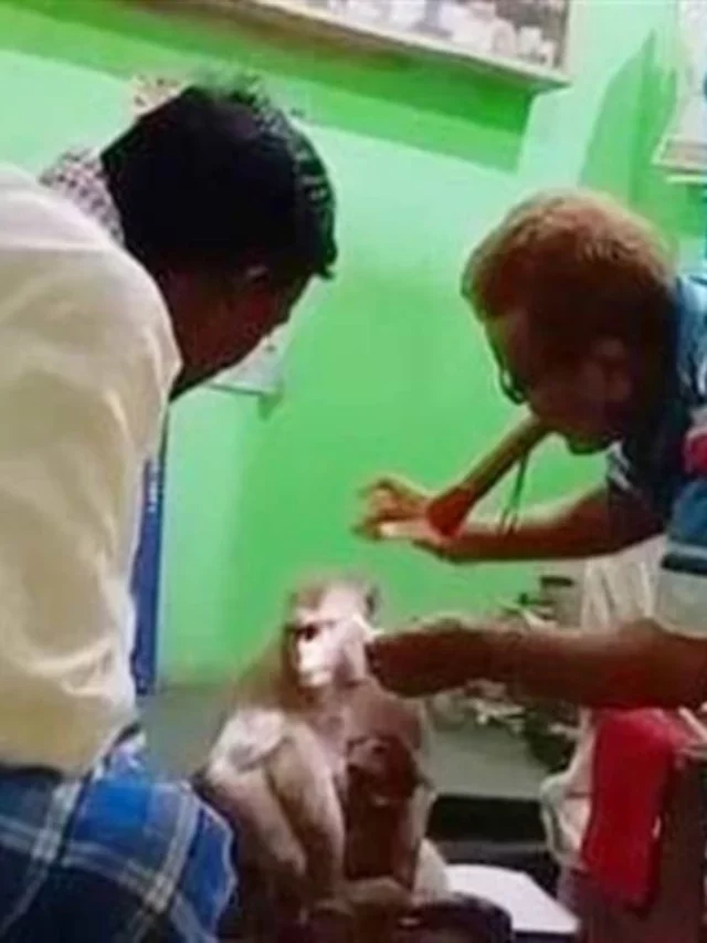 The monkey brought the injured child to the doctor himself