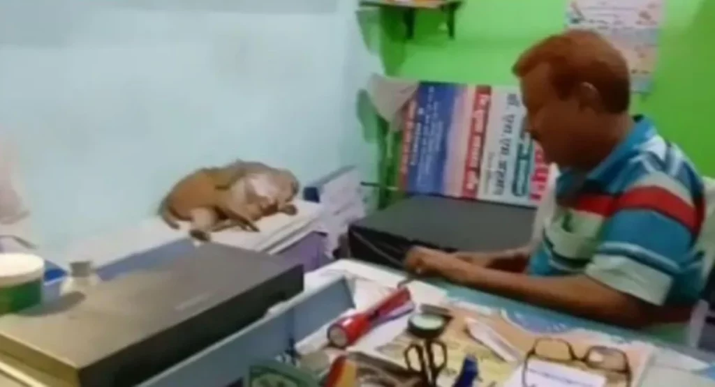 monkey brought the injured child to the doctor-1