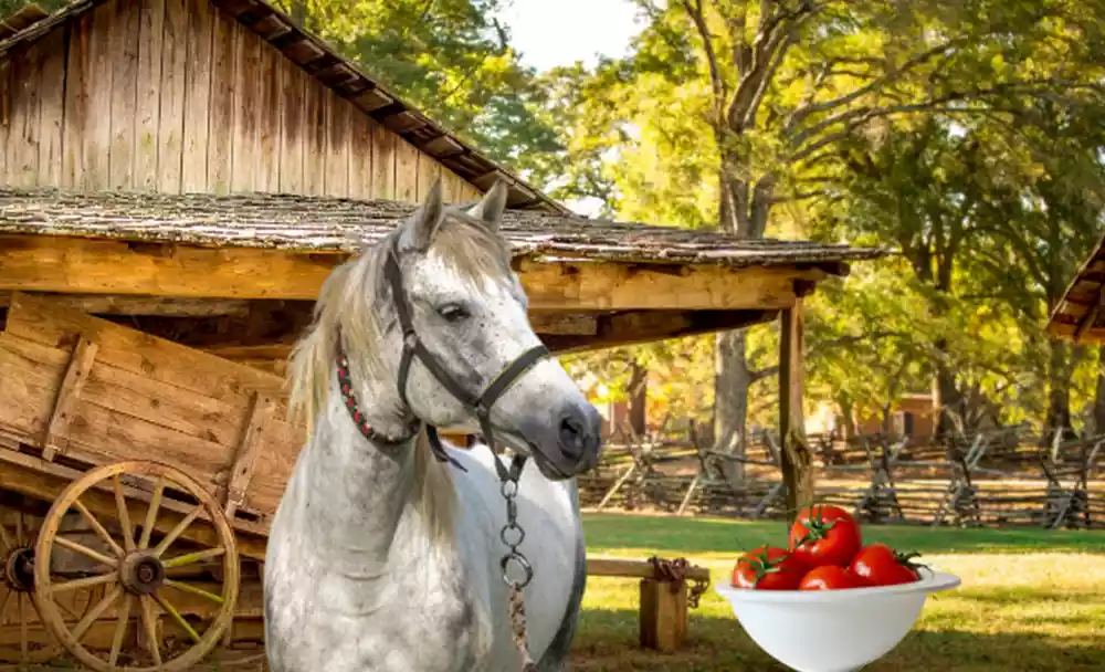 Can Horses Eat Tomatoes