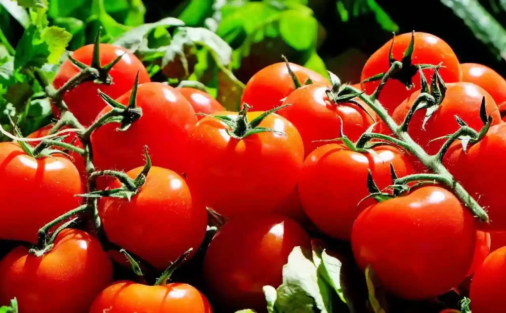 What Makes Tomatoes So Bad For Horses