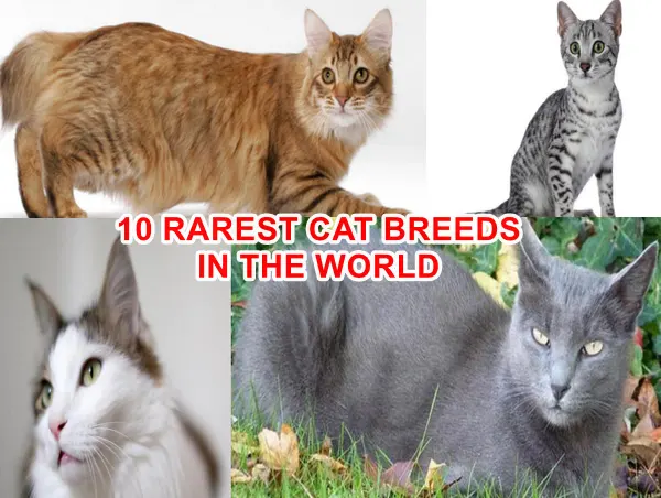10 RAREST CAT BREEDS IN THE WORLD