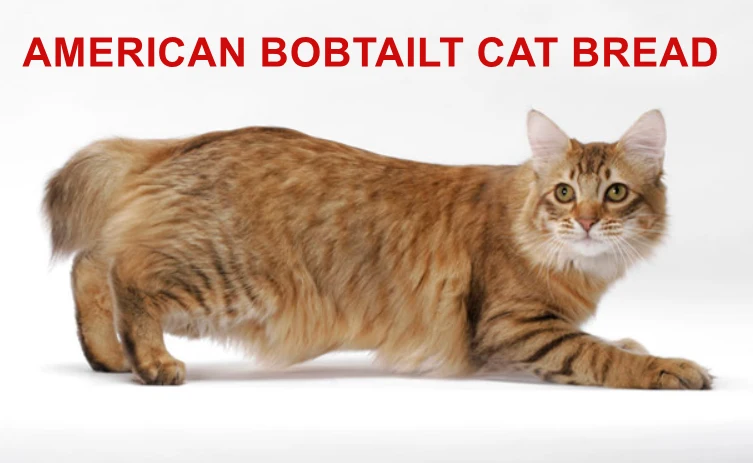 AMERICAN BOBTAILT CAT BREAD
