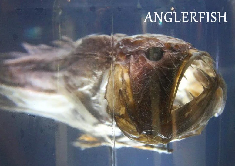 ANGLERFISH