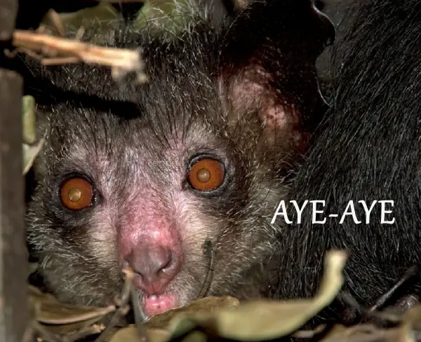 AYE AYE