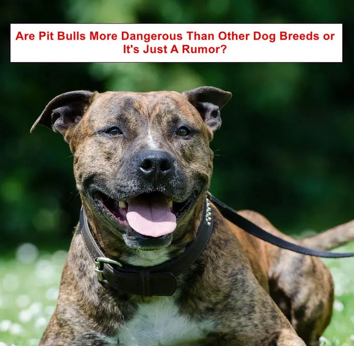 Are Pit Bulls More Dangerous Than Other Dog Breeds