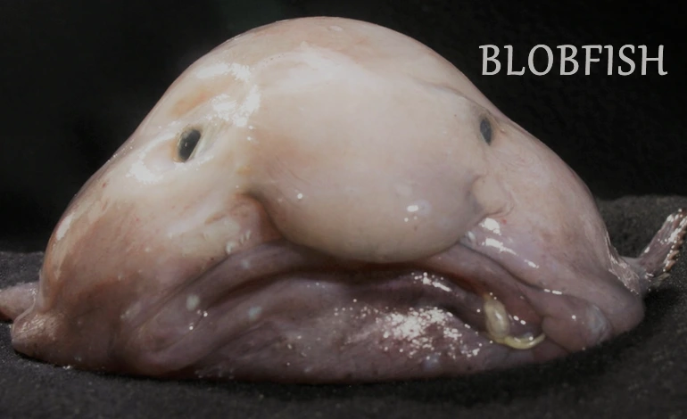 BLOBFISH