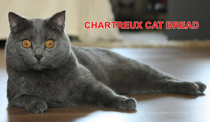 CHARTREUX CAT BREAD