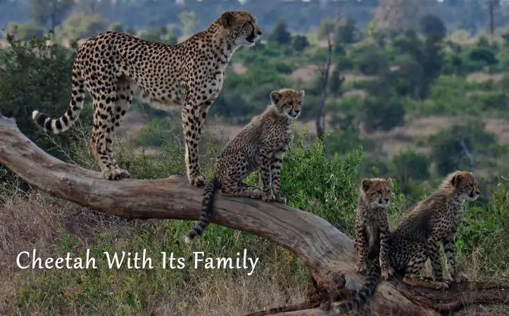 Cheetah with its family