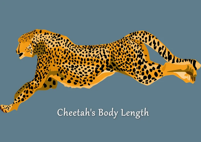 Cheetah's Body Length