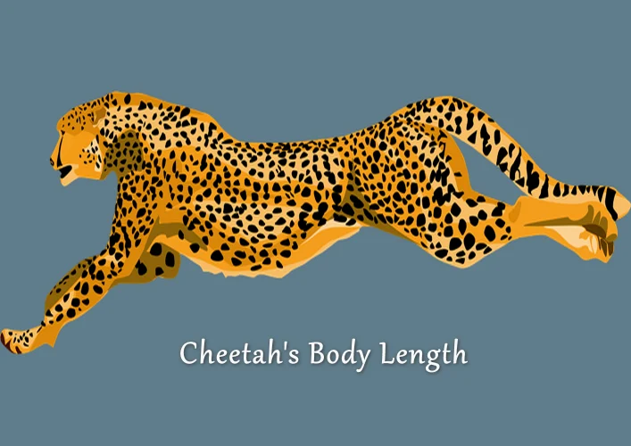 How Does A Cheetah Run So Fast