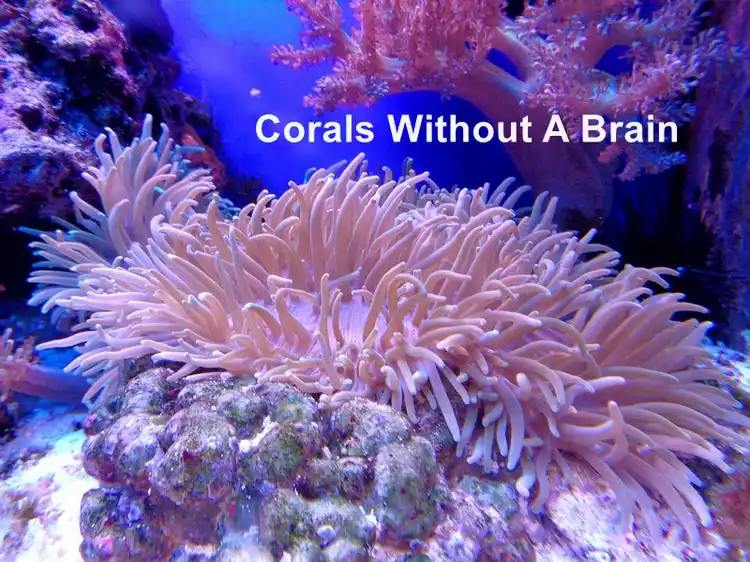 Corals Without A Brain
