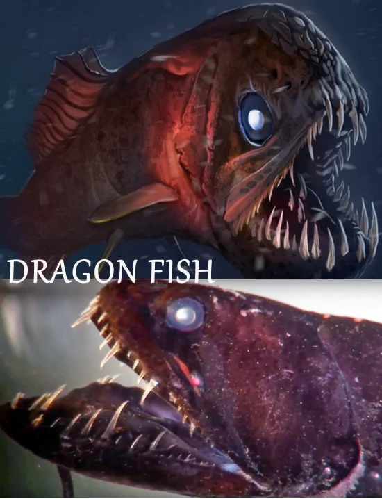 DRAGON FISH