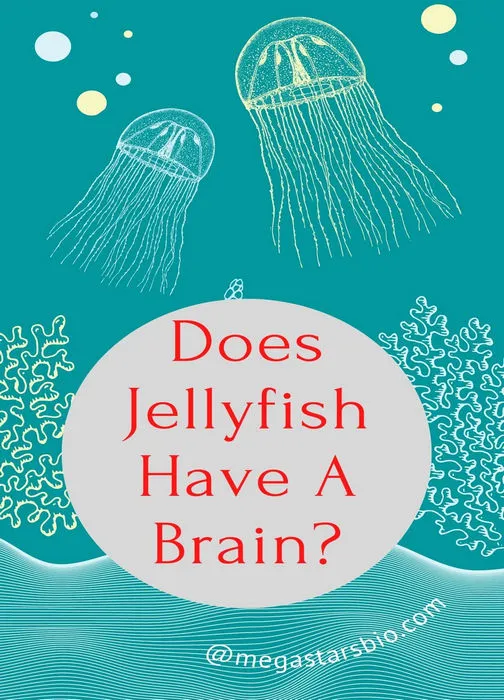 Does Jellyfish Have A Brain