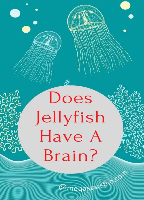 Does Jellyfish Have A Brain? Know The Unknown Facts.