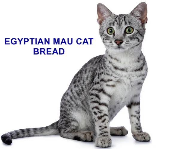 EGYPTIAN MAU CAT BREAD