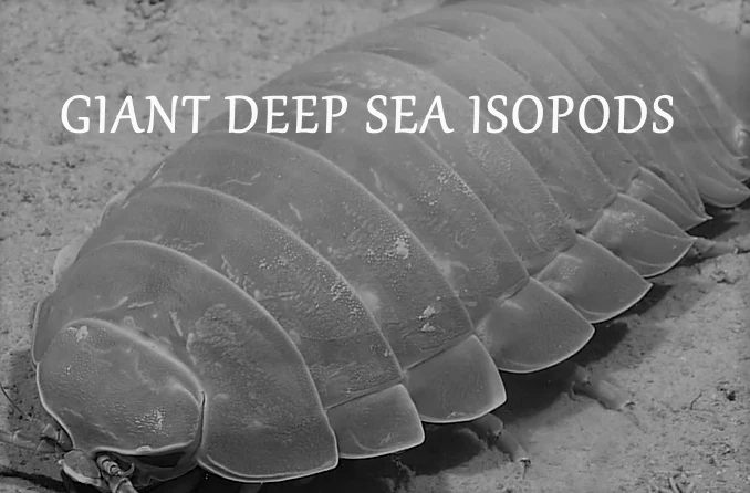 GIANT DEEP SEA ISOPODS