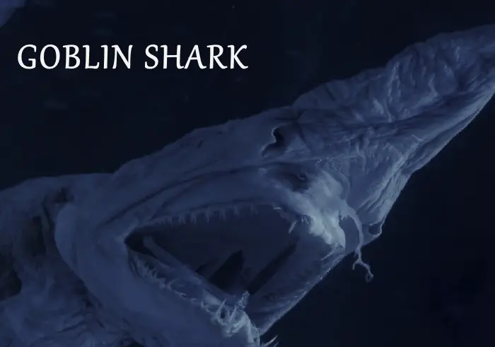 GOBLIN SHARK