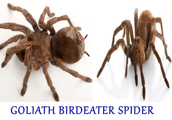 GOLIATH BIRDEATER SPIDER