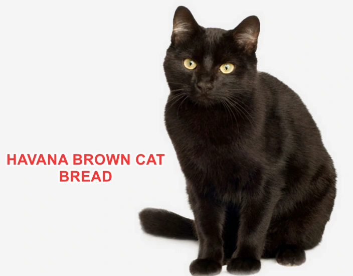 HAVANA BROWN CAT BREAD