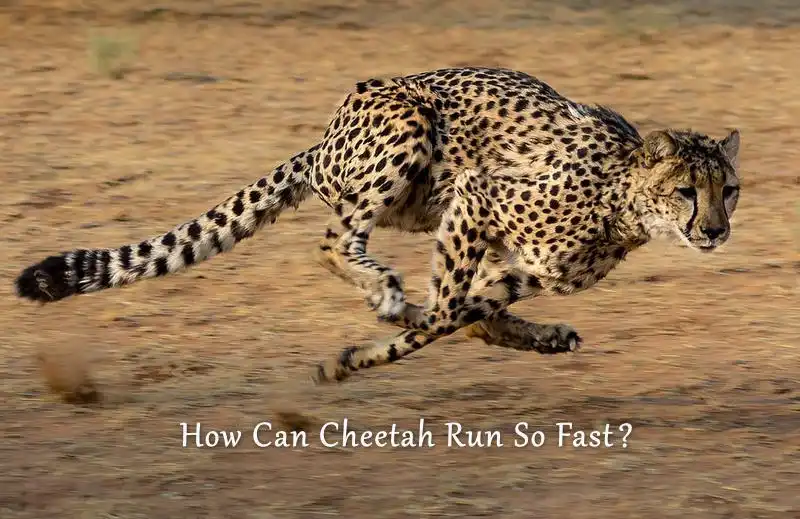 How Can Cheetah Run So Fast