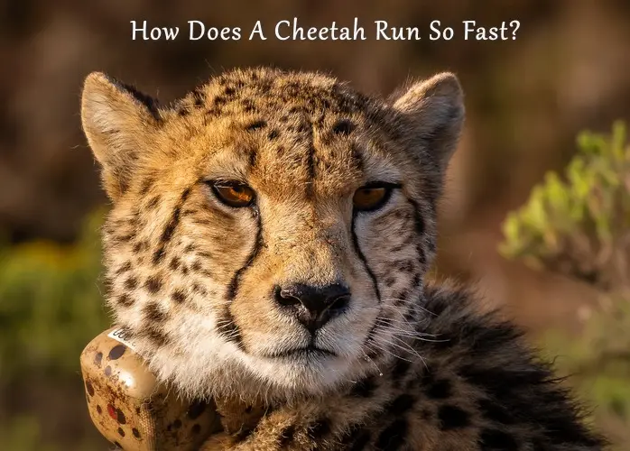 How Does A Cheetah Run So Fast