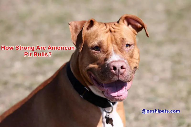 How Strong Are American Pit Bull Dogs