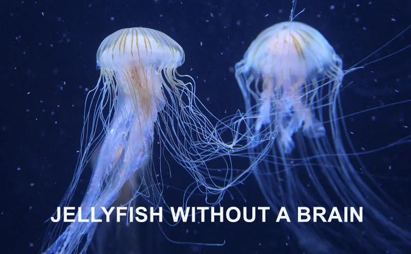 Jellyfish Without A Brain
