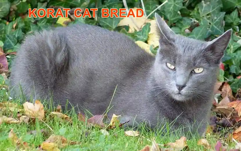 KORAT CAT BREAD