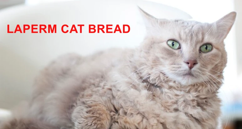 LAPERM CAT BREAD